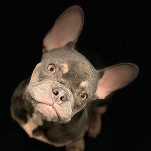 Meet your Posher, Finneus